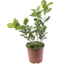 Ficus Moclame 60 Cm Natural Ct17