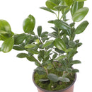 Ficus Moclame 60 Cm Natural Ct17