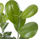 Ficus Moclame 60 Cm Natural Ct17
