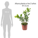 Ficus Moclame 60 Cm Natural Ct17