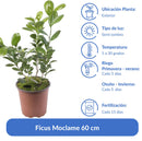 Ficus Moclame 60 Cm Natural Ct17