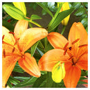 Bulbo Lilium Asiatico Surtido 5 Unidades