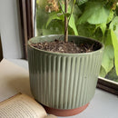 Macetero Enlozado De Arcilla 20X18 Cm Oliva