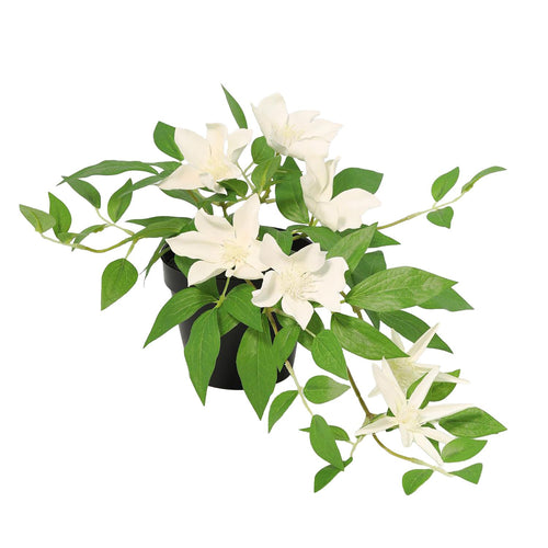 Planta Artificial Clematis 23 Cm Blanco