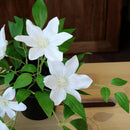 Planta Artificial Clematis 23 Cm Blanco