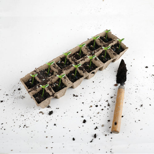 Bandeja De Cultivo Semillero 12 Cavidades 4X4 Cm