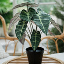 Planta Artificial Alocasia 40 Cm Verde
