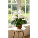 Planta Artificial Begonia 34 Cm Blanca