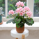 Planta Artificial Begonia Rosada 34 Cm Rosado