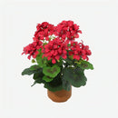 Planta Artificial Begonia Roja 34 Cm Rojo