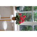 Planta Artificial Begonia Roja 34 Cm Rojo