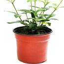 Planta Gardenia Jasminoide Natural