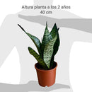 Planta Sansevieria 25 cm Natural CT13