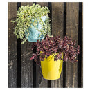 Sedum Natural