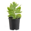 Suculenta Variedad 5 cm Natural CT10