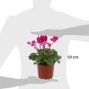 Planta Cyclamen mini 10 cm Natural CT13