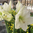 Amaryllis Clasica 30 cm Natural CT13