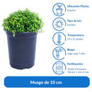 Musgo Natural