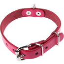 Collar Para Perro 40X2 Cm Accesorio Mascota