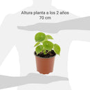 Peperomia Cuchara 10 cm Natural CT14