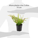 Veronica Colombiana 15 cm Natural CT12