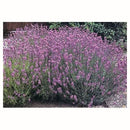 Lavanda Francesa 30 cm Natural CT14
