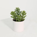 Suculenta Artificial 20 cm Verde