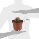 Cactus Variedad Grande 5 cm Natural CT10