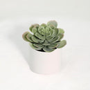 Suculenta Artificial 18 Cm Verde