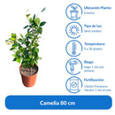 Camelia 80 cm Natural CT28