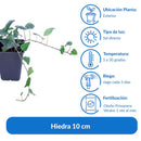 Hiedra 10 cm Natural CT11