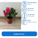 Azalea 23 cm Natural CT15