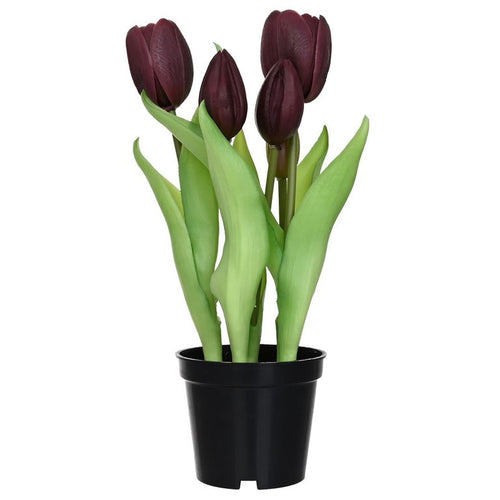 Tulipan Morado 8 Cm Morado