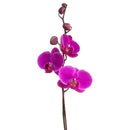 Orquidea Phalaenops 30 cm Natural CT13..