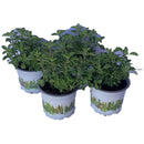 Oregano 10 cm Natural CT10