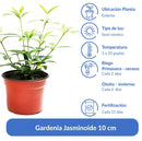 Planta Gardenia Jasminoide Natural