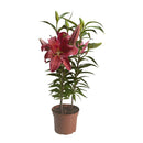 Lilium Oriental x 3 30 cm Natural CT14