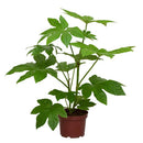 Aralia Japonica 50 cm Natural CT21