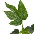 Aralia Japonica 20 cm Natural CT11
