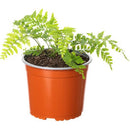 Helecho Vivipara Natural 10 cm