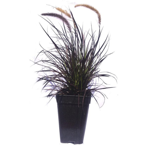 Pennisetu Atropurpu 50 cm Natural CT27