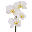 Orquidea Phalaenops 30 cm Natural CT13.