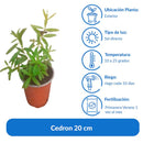 Cedron 20 cm Natural CT13
