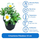 Crisantemo Paludoso 15 cm Natural CT10