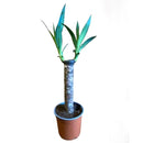 Yucca Elephantipes 25 cm Natural CT15
