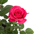 Arbusto Rosa Hybrida Natural..