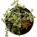 Suculenta 8 cm Natural CT9.5