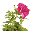 Petunia 10 cm Natural CT10