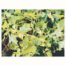 Hiedra 10 cm Natural CT11
