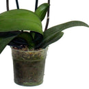 Orquidea Phalaenopsis 65 cm Natural CT